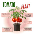 Big Tomato Cherry Live Plant in 4 Inch Pot, Red Tomato Plants Live 8-10 Inch Tall, Vegetable Plant for Planting Outdoor Indoor