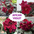 Red African Violets Live Plants in Pots, Live African Violet Plants House Plant for Indoor Outdoor Décor, 4" Pot, Well-Rooted and Year-Round Blooming