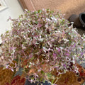 Callisia Repens Plant Live, Pink Turtle Vine Plant, Pink Callisia Repens Live Succulents Plant, House Plants Live 2 Inch Pot for Planting