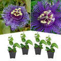 2 Abundant Bloom Curly Purple Passion Flower Plants Live, Passiflora Live Plant for Trailing, Climbing Trellis Outdoor, 5-9" in Tall, Perennial, Fragrant