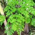 2 Moringa Trees Live Plants, Malunggay Drumstick Horseradish Tree, Moringa Oleifera 6"-8" Tall for Planting