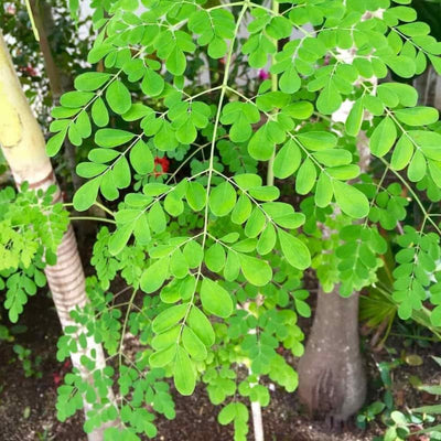 2 Moringa Trees Live Plants, Malunggay Drumstick Horseradish Tree, Moringa Oleifera 6"-8" Tall for Planting