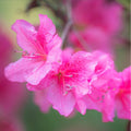 Pink Azalea Plant Live, Cold Hardy Azalea Plant, Hardy Flowering Shrub for Outdoor Planting, 4-7 Inches Tall in 4'' Pot