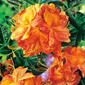 Big 1 Gallon Brilliant Orange-Yellow Rhododendron Plants Live, 1-3 Years Old Azalea Plants Live Shrubs Bushes for Planting, Very Well Rooted
