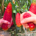 6 Red Shampoo Ginger Roots Fresh Awapuhi Zerumbet Zingiber Ginger Plants Oudoor Growing, Pinecone Lily Ginger Flowers, Cold Hardy