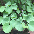 Potted Purple Pink Eastern Redbud Tree Live Plant Seedling, 7-13" in Tall, 1 Year Old Seedling Red Bud for Year Round Planting, Cold Hardy, No Leaf