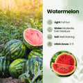 Red Watermelon Live Plant, Sweet Watermelon Seedling from 4-6 Inches Tall, Easy Care Fruit Bearing Plant for Garden Beds, 2 PPP