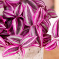 2 Pink Tradescantia Live Plants in 3.5" Pot, Wandering Jew Plants Live Houseplants Large Size, Fast Growing Plant Indoor Outdoor