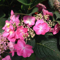 Pink to Blue Hydrangea Bush Plant Tree Live Shrub, 5-12" Starter Plant Hydrange Tree Plants, Dormant No Leaf in Winter, Cold Hardy Temperate