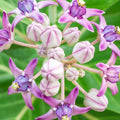 2 White Vining Milkweed Plants Live, Butterfly Asclepias Tuberosa, Wildflowers Perennial Bush, Swamp Common Plant, 5-9" in Tall, No Pot