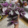 Tradescantia Plant, Nanouk Wandering Jew Plant Live in 2.5 Inches Pot, Live House Plant