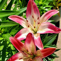 2 White Pink Lily Bulbs, Lily Flower Bulbs, Lily Bulbs for Spring Planting, Lilies Bulbs, Spring Flower Bulbs, Grow Well Indoor Outdoor