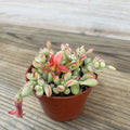 Cotyledon Pendens Succulent Plant 4 Inch Pot, Trailing Succulent Houseplant