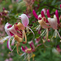 Honeysuckle Vine Plant, Red Honeysuckle Plant 2.5 Inch Pot, Honeysuckle Flower Plant 4 to 6 Inch Tall