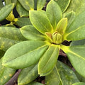 1-2 Ft Gold Yellow Rhododendron Plants Live Bush Shrubs in 1 Gallon Pot for Planting, Azalea Bush Ready Plant, Live Rhododendron Plant Azalea