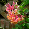 Climbing Honeysuckle Plant Live, Fragrant Honeysuckle Plants Vine Bushes in 2.5 Inch Pot, Pink Yellow Honeysuckle