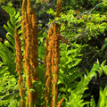 10 Cinnamon Fern Roots, Fern Live Plant Outdoors Bare Roots, 3 to 5 Inches Long Ground Cover Plant