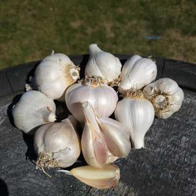 Mixed Garlic Bulbs for Growing Garden, 1 Pound, Mixed Garlic Bulbs for Planting Outdoors, Hardneck Softneck Garlic for Growing Outdoors