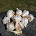 1 Pound Mixed Garlic Bulbs for Planting, Fresh Heirloom Garlic Bulbs for Growing Outdoors Garden