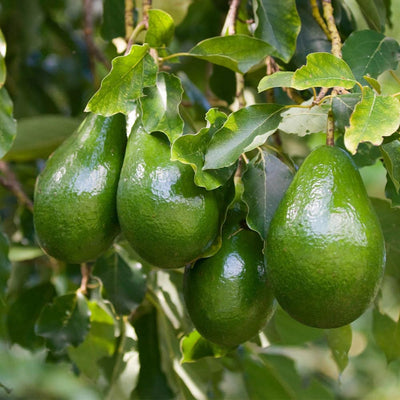 HASS Avocado Tree Live Plant, Avocado Seedling in 4-Inch Pot, 6-10” Tall Well-Rooted Avocado Plant for Indoor or Outdoor Growing