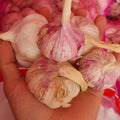 1 Pound Hard Neck Garlic for Planting in Fall, Red Chesnok Garlic Bulb for Planting, Fresh and High Yield, Cold Hardy, Planting Softneck Hardneck