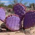Prickly Pear Cactus Plant, Purple Prickly Pear Live Plant Perennial Outdoor Garden 3-5 Inches