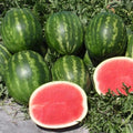 Red Watermelon Live Plant 3-6 Inch Tall, Watermelon Fruit Plant in Pot for Outdoor Garden