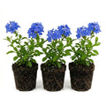 3 Plumbago Plants Live, Plumbago Live Plant, Perennial Flower Gardening for Patio Garden, 3-5'' (Blue)