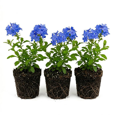 3 Plumbago Plants Live, Plumbago Live Plant, Perennial Flower Gardening for Patio Garden, 3-5'' (Blue)