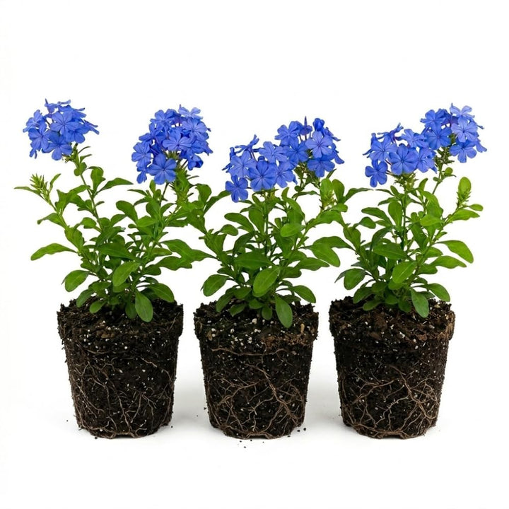 3 Plumbago Plants Live, Plumbago Live Plant, Perennial Flower Gardening for Patio Garden, 3-5'' (Blue)