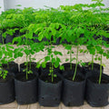 2 Live Moringa Oleifera Plants Trees in 4" Pot, Malunggay Drumstick Size 6-9" Inches in Tall, Dormant in Winter