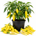 Yellow Banana Pepper Live Plants, Yellow Fruit, 4-7 Inch Tall in 4 Inch Pot