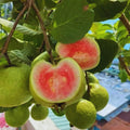 Pink Guava Plant Tree Live, Sweet Fragrant Guava Plants Cold Hardy, Well Rooted, 6 to 10 Inc Tall in Pot