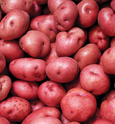Red Potato Seeds, 60 Seeds True Potato Seeds Vegetable Seeds for Growing