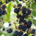 Set 2 Triple Crown Thornless BlackBerry Plant Live, BlackBerry Bush 4-8 Inch Tall, Thornless Fruit Plants for Garden, Orchard Growing Plant