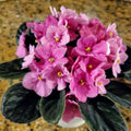 Pink African Violet Plants Live in Pot, Flowering Violets Indoor Outdoor Blooming, Vibrant Color Houseplant Décor Year-Round