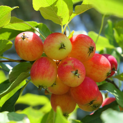 Crabapple Tree Live Plant 6 to 10 Inch Tall, Crabapple Plant Live Well Rooted Starter Plant Zones 4 to 9