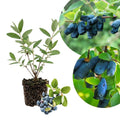 2 Live Haskap Honeyberry Plant 4–8" Tall, Hardy Blue Honeyberry Plant, Edible Berry Shrub for Garden and Landscape, No Pot