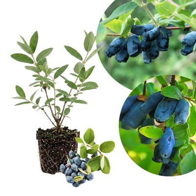 2 Live Haskap Honeyberry Plant 4–8" Tall, Hardy Blue Honeyberry Plant, Edible Berry Shrub for Garden and Landscape, No Pot