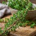 Pack of 2 Thyme Plants Live, Green Thyme Live Plant, Edible and Fragrant Herb, 5 to 7 Inches Tall, Ideal for Garden and Container