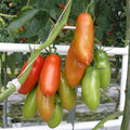 San Marzano Tomato Plant Live in 4" Pot, 4-6 Inch Tall Starter Plant, Live Tomato Seedlings for Garden and Container Growing