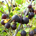 Black Velvet Gooseberry Live Plant, 5-7 Inch Starter Plant in Soil, No Pot - Edible Berry Fruit Shrub, Hardy Outdoor Garden Plant