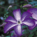 Purple White Clematis Vine Plant Live for Planting, Fragrant Clematis Plant Live in 2.5 Inches Pot, Clematis Flowers Perennial