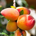 Peach Tree Live Plant, Outdoor Garden Fruit Tree, 1-2 Ft Tall