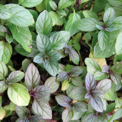 Set 4 Chocolate Mint Plants, 4 to 7 Inch Tall Starter Plant, Without Pot, Chocolate Mint Fresh Herb Plant for Patio and Garden, Culinary Herbs Fragrant Leaves