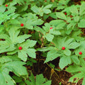 20 Goldenseal Plants Roots, Perennial Goldenseal Flower Bare Roots for Planting Indoor Outdoor
