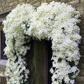 White Clematis Vine Plant Live for Planting, Clematis Plant Live in 2.5 Inches Pot, Clematis Flowers Perennial