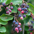 Serviceberry Live Plant, Ornamental Flowering Shrub, 1-2 Feet Tall