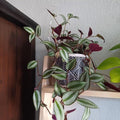 Silver Tradescantia Live Plant 2.5 Inches Pot, House Plant, Trailing Plant Live