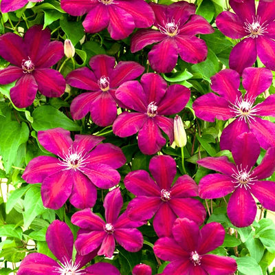 Red Clematis Vine Plant Live for Planting, Red Velvet Fragrant Clematis Plant Live in 2.5 Inches Pot, Clematis Flowers Perennial